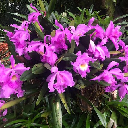 Eden Rest Bed & Breakfast Cooroy Luaran gambar