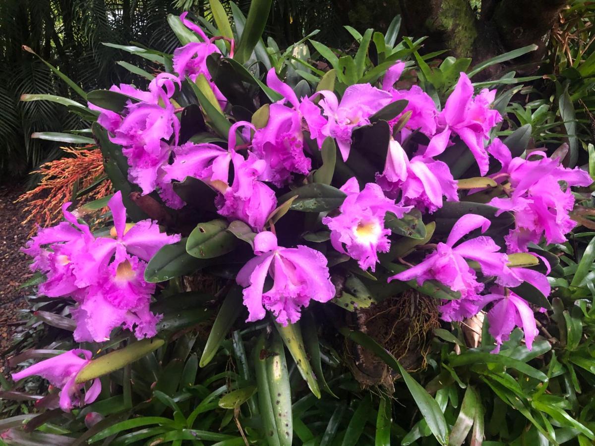 Eden Rest Bed & Breakfast Cooroy Luaran gambar