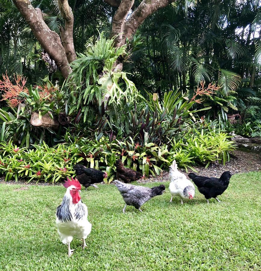 Eden Rest Bed & Breakfast Cooroy Luaran gambar